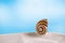 Bright polymita shell on white beach sand under the sun light