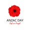 A bright poppy flower. Remembrance day symbol. Lest we forget lettering. Anzac day lettering