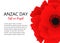 A bright poppy flower. Remembrance day symbol. Lest we forget lettering. Anzac day lettering