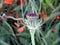 Bright poppy seedpod with magenta velvet tip close up