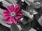 Bright Pops Of Cerise Pink Flower Against A Foliage Monochrome Background III