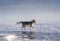 Bright portrait of a crossbreed dog and wolf running on frozen lake at sunset. Mountans and ice hummocks on background.