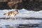 Bright portrait of a crossbreed dog and wolf running on frozen lake at sunset. Mountans and ice hummocks on background.