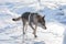 Bright portrait of a crossbreed dog and wolf walking on frozen lake at sunset. Mountans and ice hummocks on background.