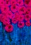 Bright psychedelic pink poppies with blue background.