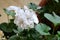 Bright pure white geranium flower