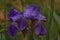 Bright purple bearded retro iris flowers, covered with dew drops after rain in the summer. Variety Iris barbata violaceous.