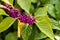 Bright purple berries on a Beautyberry bush Callicarpa americana