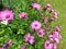 Bright purple Cape Marguerite Daisy flowers