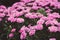 Bright purple carnation flowers faded. Beautiful small carnations filtered. Blooming flowers in garden.