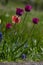 Bright purple color country Darwin tulips in bloom, bouquet of springtime flowering plants in the ornamental garden