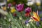 Bright purple color country Darwin tulips in bloom, bouquet of springtime flowering plants in the ornamental garden