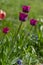 Bright purple color country Darwin tulips in bloom, bouquet of springtime flowering plants in the ornamental garden