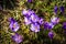 Bright purple crocuses under spring sunlight.