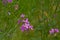 Bright purple dam`s rocket flowers