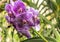 Bright purple dappled big flowers of Vanda orchid