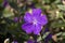 Bright purple flower of a Tibouchina urvilleana or lasiandra