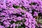 Bright purple flowers in abundance