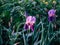 Bright purple flowers growing in a summer garden