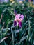 Bright purple flowers growing in a summer garden