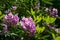 Bright purple flowers of rhododendron, light green foliage on old bushes in Ksiaz Landscape Park, Poland