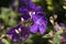 Bright purple flowers of a Tibouchina urvilleana or lasiandra
