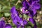 Bright purple flowers of a Tibouchina urvilleana or lasiandra bush