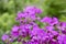 Bright purple gilliflower garden flowers on a blurred backdrop. Template for greeting card, design.