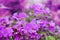 Bright purple gilliflower garden flowers on a blurred backdrop. Template for greeting card, design.