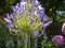 Bright purple and green agapanthus flower