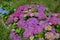 Bright purple hydrangea or hortensia flowering plant