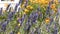 Bright purple lavender against bright orange of california poppys