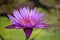 bright purple lotus bloom