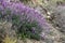 Bright purple lupine blooms in springtime on a rocky hillside in Big Sur, CA.