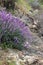 Bright purple lupine blooms in springtime on a rocky hillside in Big Sur, CA.