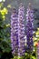 Bright purple lupines bloom in the garden