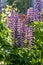 Bright purple lupines bloom in the garden