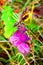 bright purple mint leaves in autumn with seeds on top of the plant