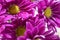 Bright purple Painted daisy flowers cheerful colorful