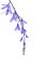 Bright purple Petrea flowers hanging down against white background