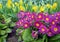 Bright purple primroses blooming in the garden. selective focus