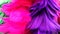 Bright purple and shocking pink feather sparkling colourful background and texture