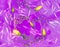 Bright purple spring summer tiny yellow eustoma rose buds floating in purple violet bath foam water. Background for spa ads,