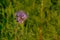 Bright purple tansy flower in a green field - Phacelia tanacetifolia