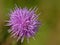 Bright purple thistle flower macro