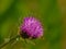 Bright purple thistle flower macro with green blur background