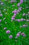 Bright purple Verbena bonariensis flowers