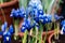 Bright purple, white, blue and violet blooming Iris xiphium Bulbous iris, sibirica on green leaves ang grass background in the