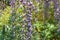 Bright purple wisteria flowers