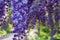 Bright purple wisteria flowers